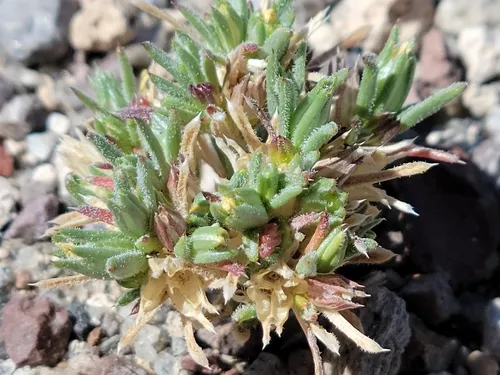 Sanddune Linanthus — photo by Jim Morefield