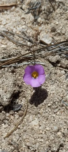 Desertbeauty