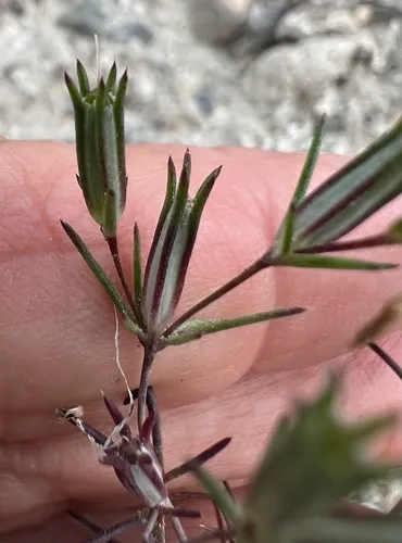 Bigelow's Linanthus