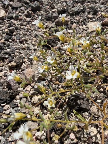 Bellshape Gilia
