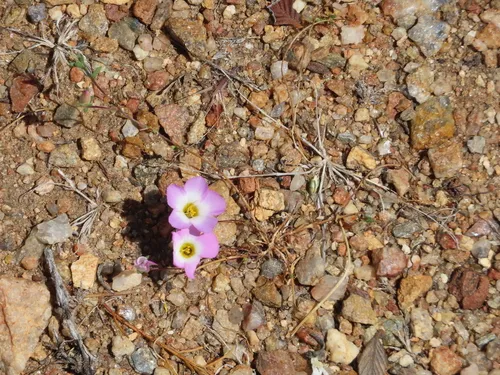 Fringed Linanthus