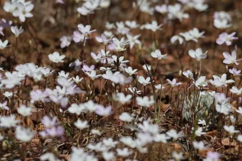 Baldwin Lake Linanthus — photo by David Rankin