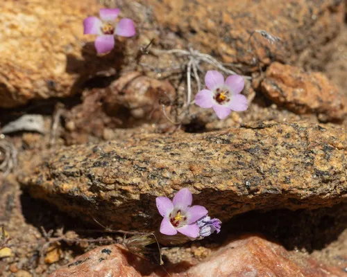 Orcutt's Linanthus — photo by ltbloomer