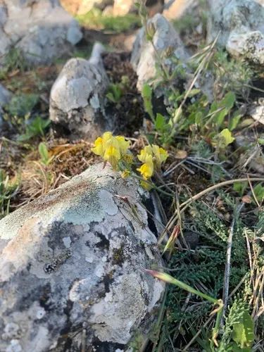 Roadside Toadflax — photo by thehousebunting