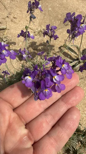 Clovenlip Toadflax
