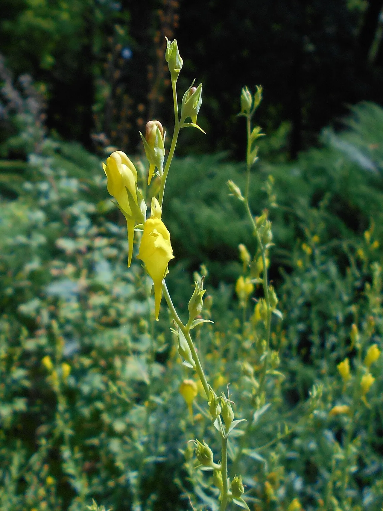 Dalmatian Toadflax (subsp. dalmatica) — photo by Salicyna