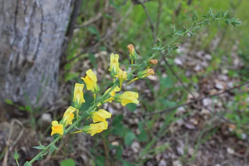Dalmatian Toadflax