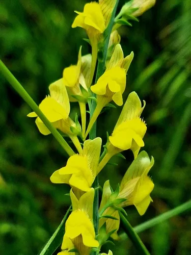 Broomleaf Toadflax