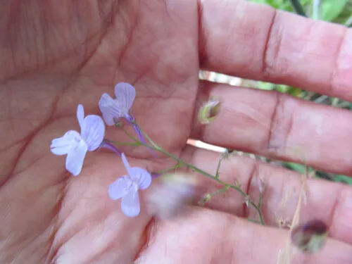 Crimson Toadflax