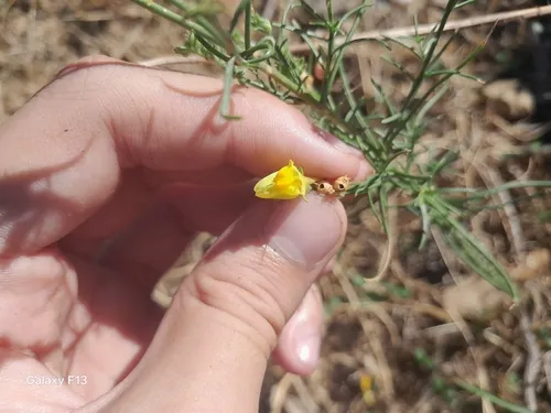 Pineneedle Toadflax — photo by Anis Dris
