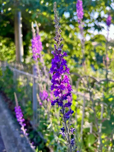 Purple Toadflax — photo by JPizzal