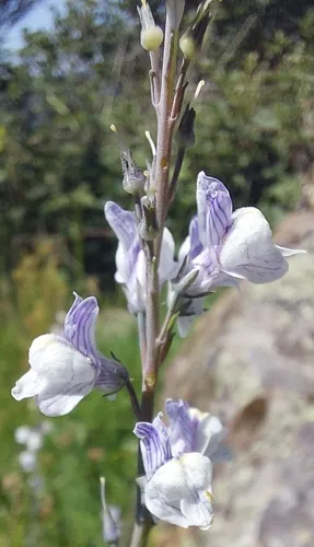 Striped Toadflax — photo by Guillaume Segerer