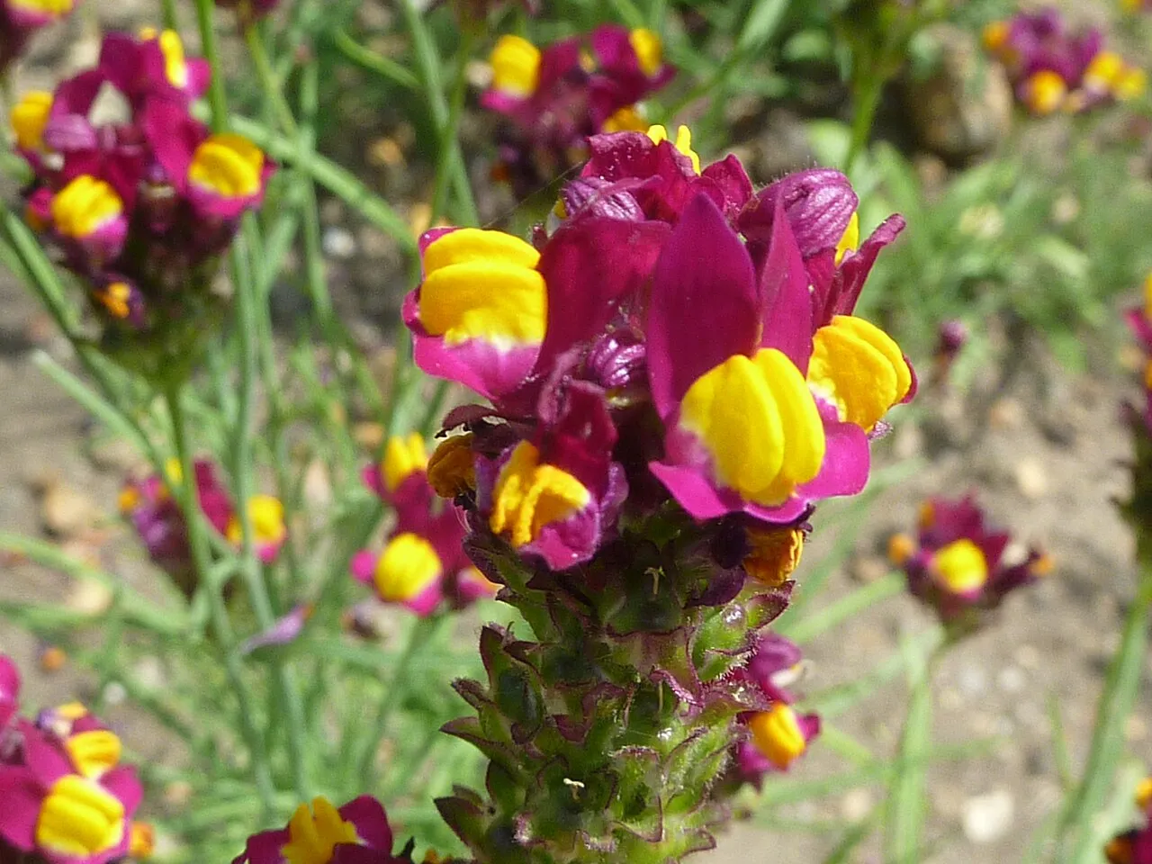 Purplenet Toadflax — photo by Magnus Manske