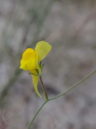 Ballast Toadflax — photo by Sergio López Castelo