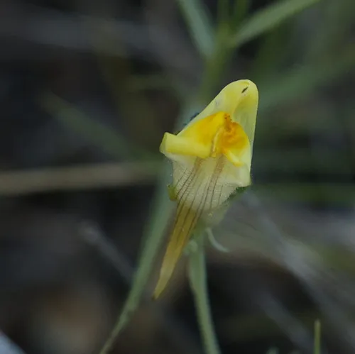 Lesser Butter And Eggs