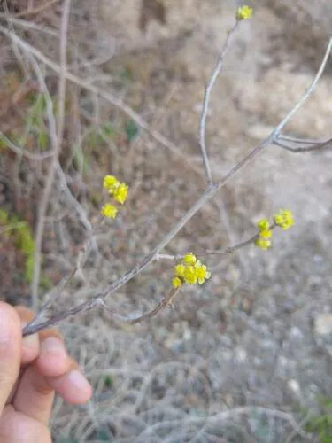 Northern Spicebush