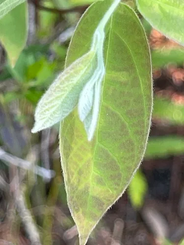 Southern Spicebush