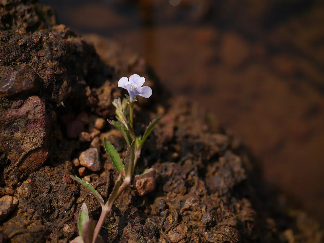 Sparrow False Pimpernel
