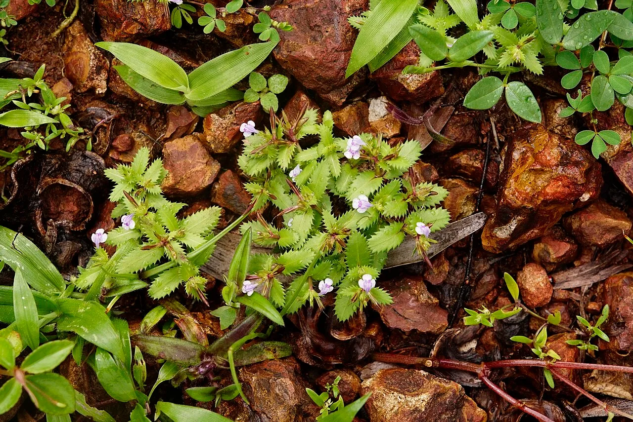 Fringed False Pimpernel