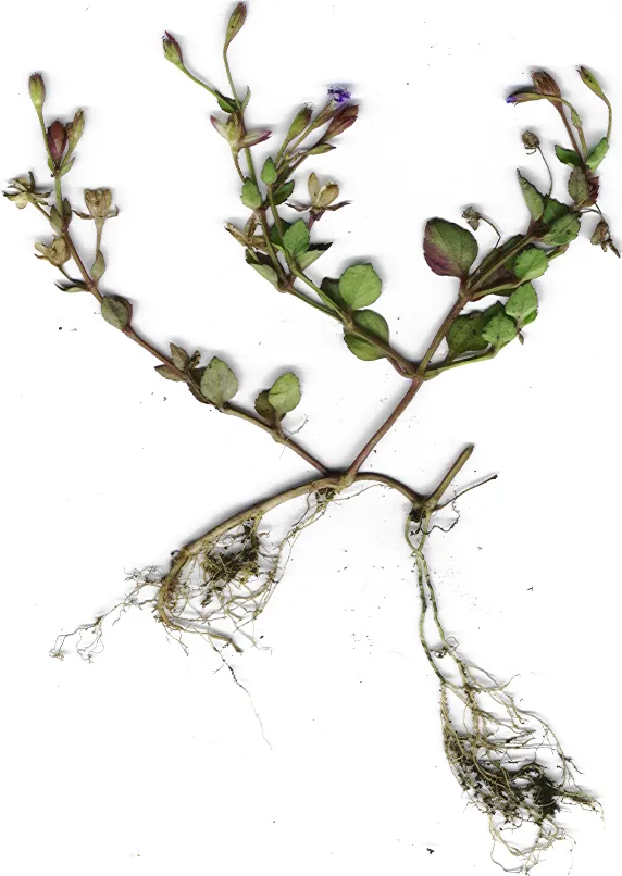 Malaysian False Pimpernel