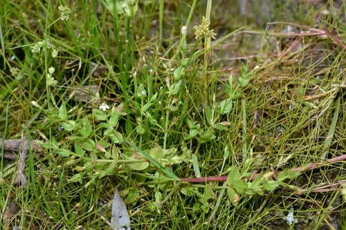 Yellowseed False Pimpernel