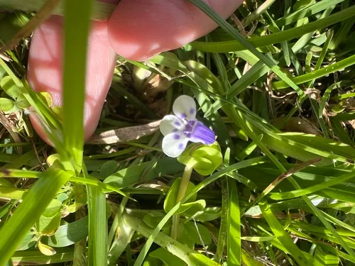 Savannah False Pimpernel