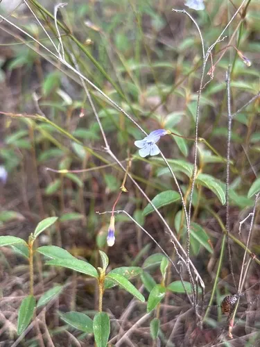 Piedmont False Pimpernel
