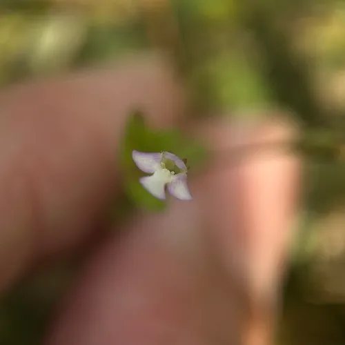 Prostrate False Pimpernel — photo by 洪阿愷