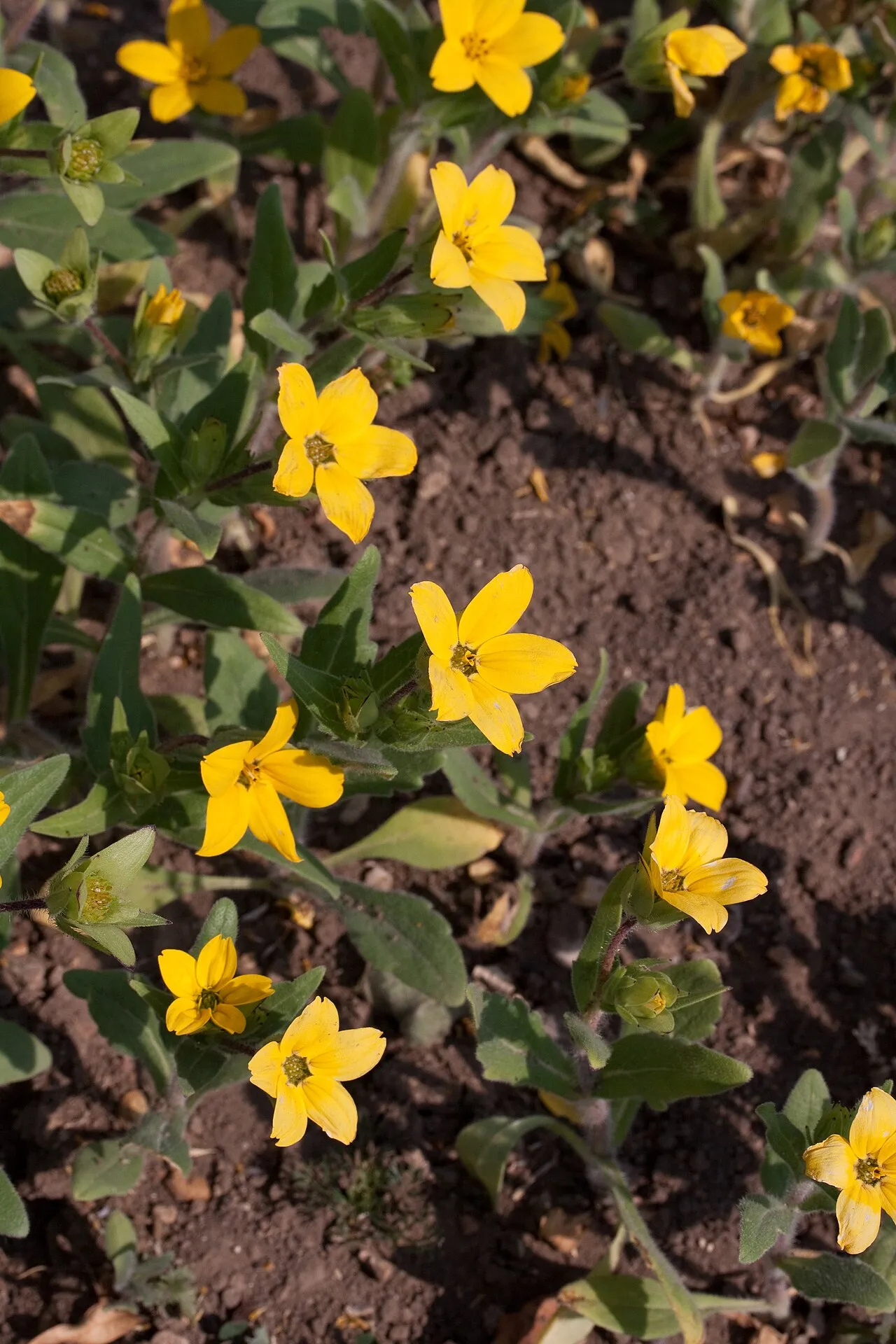 Texas Yellowstar — photo by Denis.prévôt