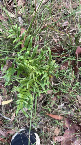 Graceful Necklace Fern