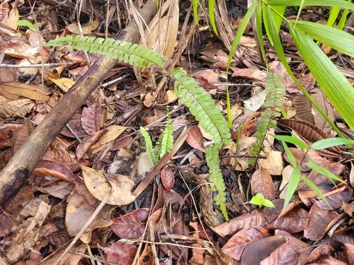 Puerto Rico Necklace Fern