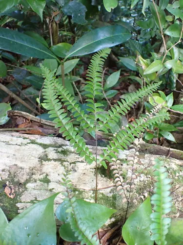 Mountain Necklace Fern