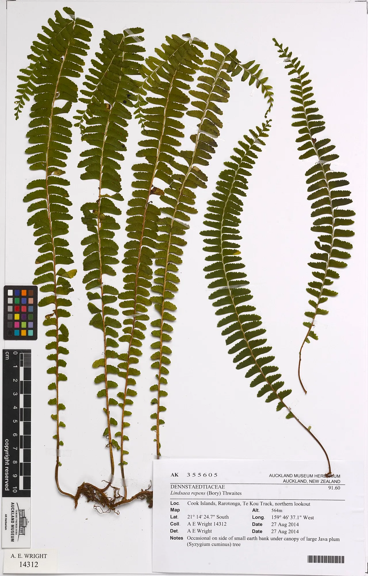 Creeping Necklace Fern — photo by A. E. Wright