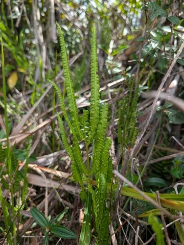 Smallstalk Necklace Fern — photo by Maël Dewynter