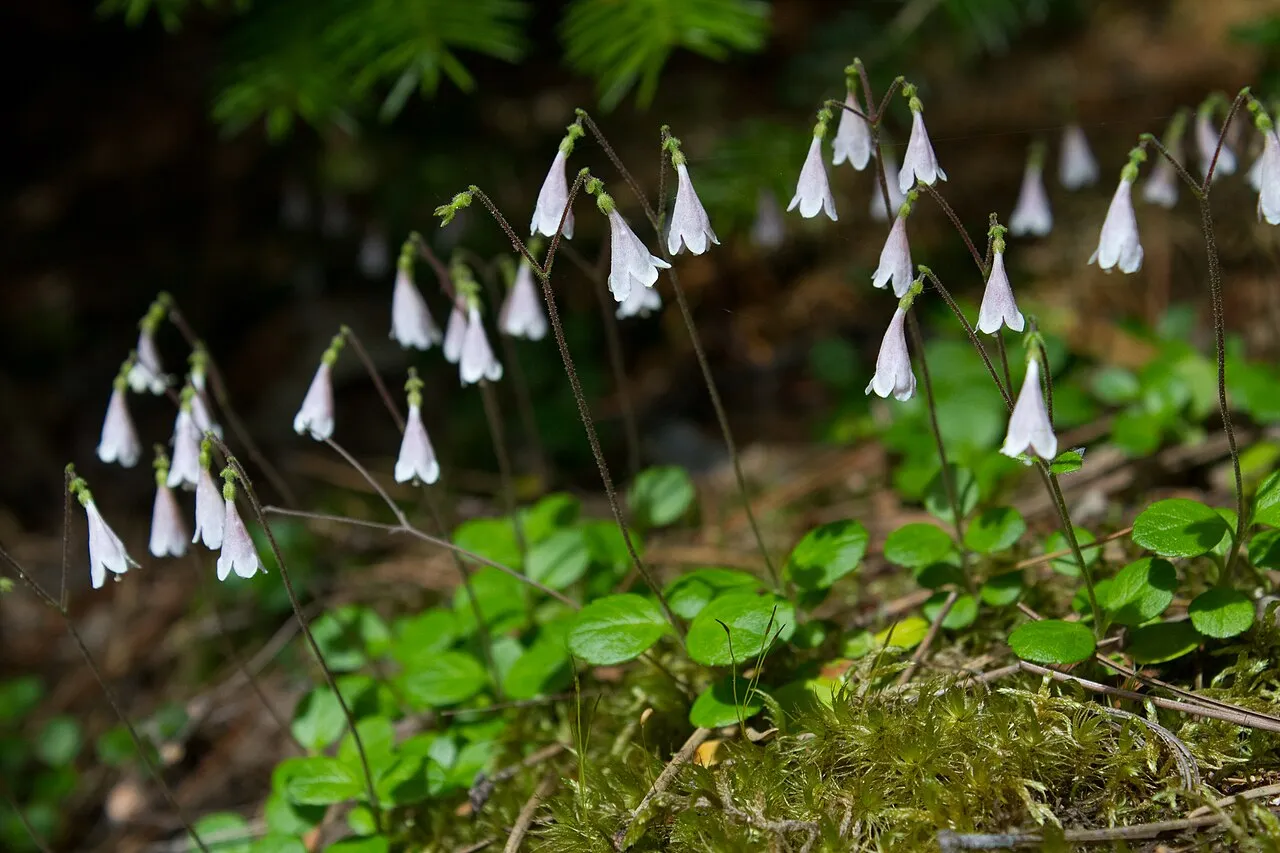 Longtube Twinflower (subsp. longiflora) — photo by Brian Gratwicke from DC, USA