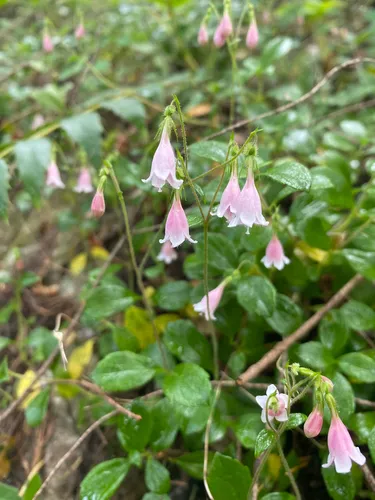 Twinflower — photo by Jordan Compton