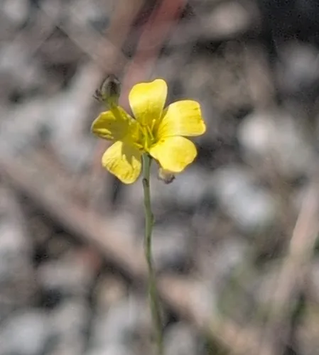 Sand Flax — photo by Kyle Dettloff