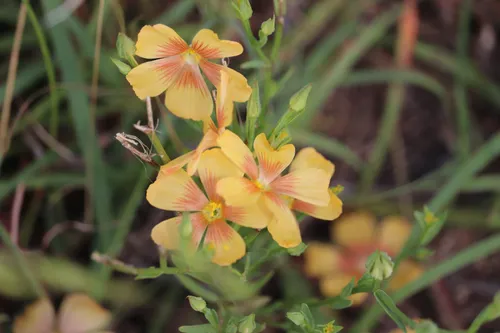 Berlandier's Yellow Flax