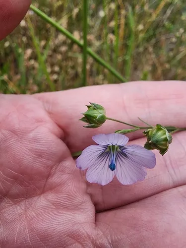 Pale Flax — photo by Rupert Clayton