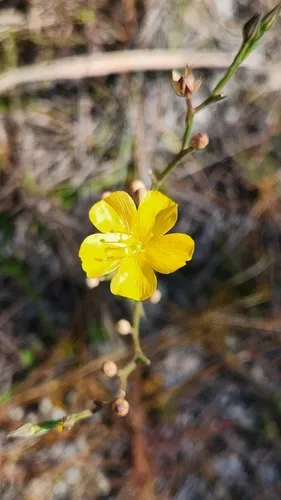 Carter's Flax