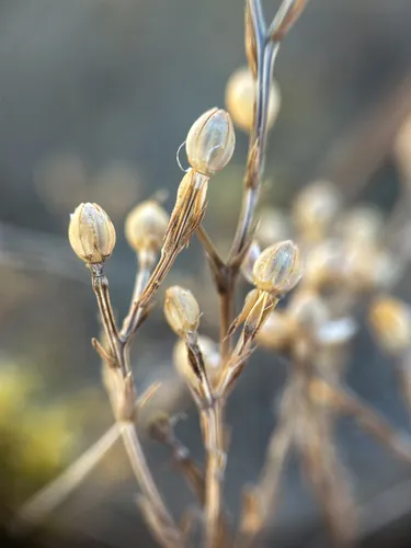 Wyoming Flax — photo by Jason Headley