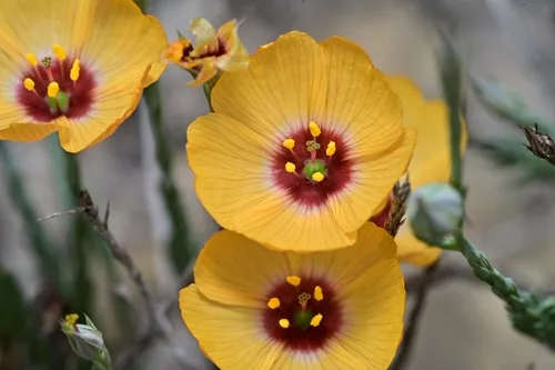 Laredo Flax — photo by Joey Santore
