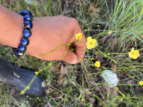 Florida Yellow Flax