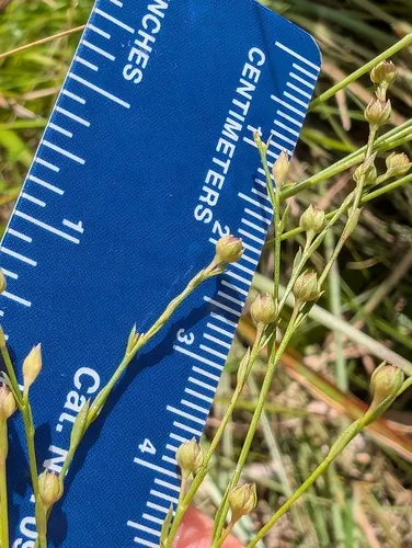 Sandplain Flax — photo by Robert Wernerehl