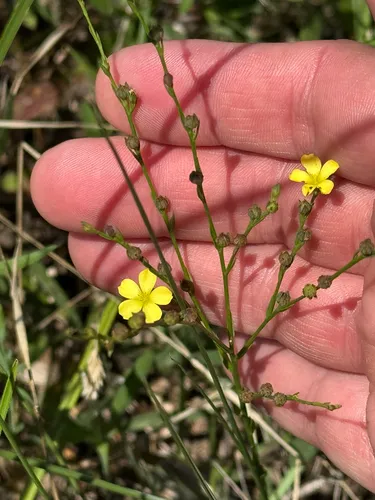 Stiff Yellow Flax — photo by Chet Burrier