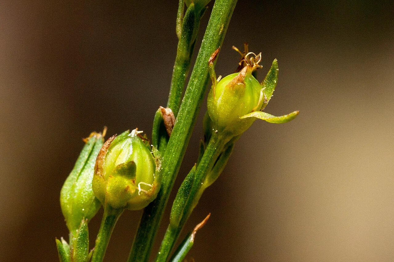 New Mexico Yellow Flax — photo by Patrick Alexander from Las Cruces, NM