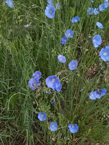 Blue Flax