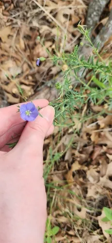 Meadow Flax — photo by Victoria S.