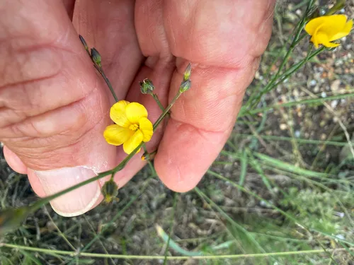 Rock Flax — photo by Derek Muschalek