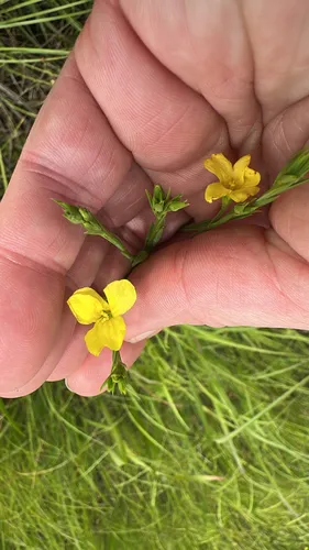Grooved Flax